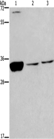 Rabbit Polyclonal Antibody to CDK1