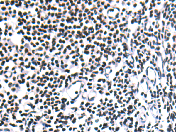 Rabbit Polyclonal Antibody to CEBPA