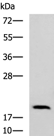 Rabbit Polyclonal Antibody to CLEC5A
