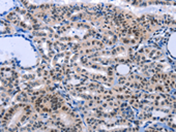 Rabbit Polyclonal Antibody to COX18
