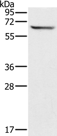 Rabbit Polyclonal Antibody to CRMP1