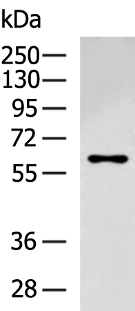 Rabbit Polyclonal Antibody to DPYSL5