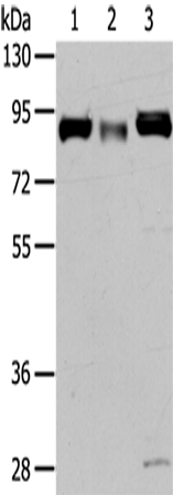 Rabbit Polyclonal Antibody to CUL4A