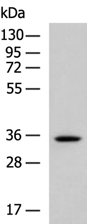 Rabbit Polyclonal Antibody to GJD2