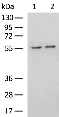 Rabbit Polyclonal Antibody to CCNA2