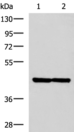 Rabbit Polyclonal Antibody to LAMP3