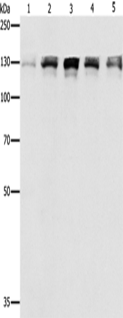 Rabbit Polyclonal Antibody to DDB1