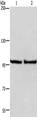 Rabbit Polyclonal Antibody to EIF4G2