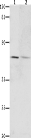 Rabbit Polyclonal Antibody to Dap3