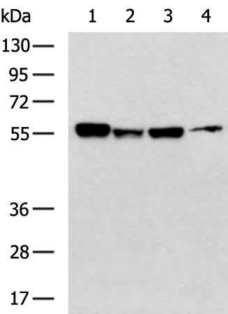 Rabbit Polyclonal Antibody to EDNRA