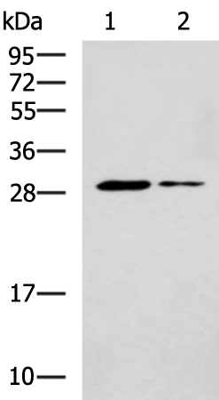 Rabbit Polyclonal Antibody to POMC