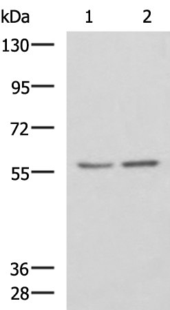 Rabbit Polyclonal Antibody to ESR2