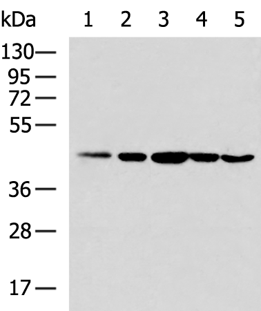 Rabbit Polyclonal Antibody to MAPK3