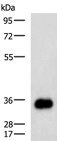 Rabbit Polyclonal Antibody to EPCAM