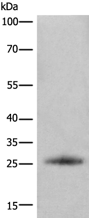 Rabbit Polyclonal Antibody to CFLAR(FLIP-S)