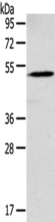 Rabbit Polyclonal Antibody to GABRR1