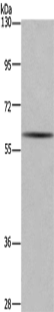Rabbit Polyclonal Antibody to GAD1