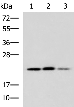 Rabbit Polyclonal Antibody to CMTM6