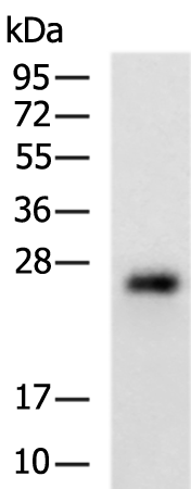 Rabbit Polyclonal Antibody to CMTM2
