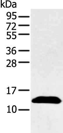 Rabbit Polyclonal Antibody to PPBP