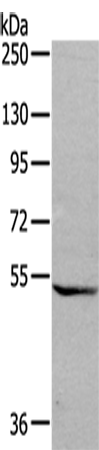 Rabbit Polyclonal Antibody to GDF7