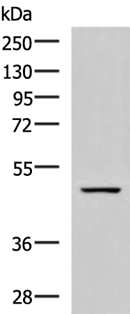 Rabbit Polyclonal Antibody to GFRA1