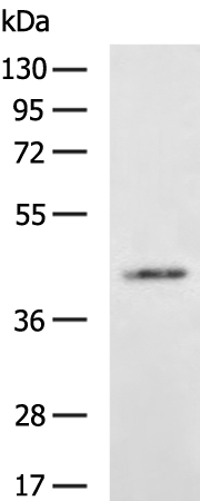 Rabbit Polyclonal Antibody to GFRA3