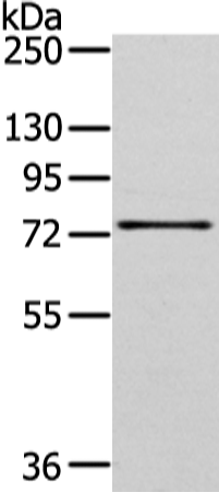 Rabbit Polyclonal Antibody to GHR