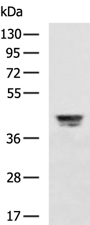 Rabbit Polyclonal Antibody to GHSR