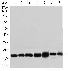 Mouse Monoclonal Antibody to RPL18A