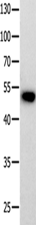 Rabbit Polyclonal Antibody to PROKR2