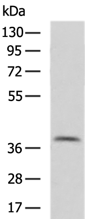 Rabbit Polyclonal Antibody to GPR6