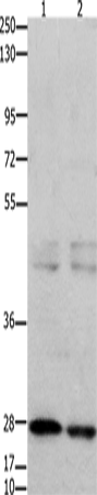 Rabbit Polyclonal Antibody to GNRHR