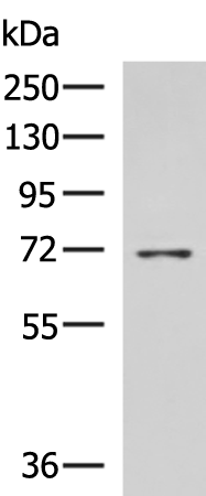 Rabbit Polyclonal Antibody to HSPA5