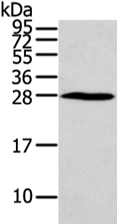 Rabbit Polyclonal Antibody to HOXC6