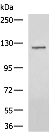 Rabbit Polyclonal Antibody to TERT