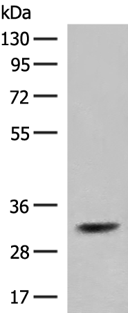 Rabbit Polyclonal Antibody to IL2RA