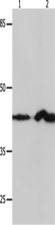 Rabbit Polyclonal Antibody to IRF1