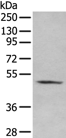 Rabbit Polyclonal Antibody to IRF7