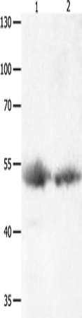 Rabbit Polyclonal Antibody to MAPK8