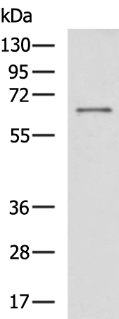 Rabbit Polyclonal Antibody to LAG3