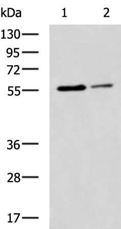 Rabbit Polyclonal Antibody to LAYN
