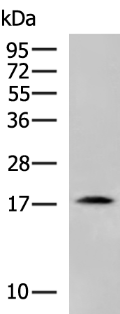 Rabbit Polyclonal Antibody to LAIR2