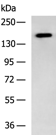 Rabbit Polyclonal Antibody to LEPR