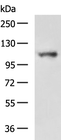 Rabbit Polyclonal Antibody to LRIG1