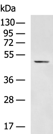 Rabbit Polyclonal Antibody to MADCAM1