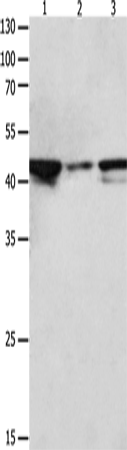 Rabbit Polyclonal Antibody to MAP2K2