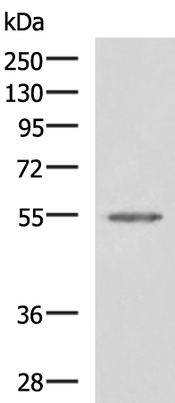 Rabbit Polyclonal Antibody to SLC16A1