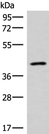 Rabbit Polyclonal Antibody to SLC16A7