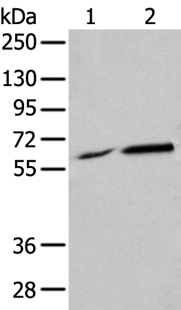 Rabbit Polyclonal Antibody to PIF1